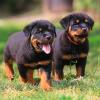 Puppies for sale Cyprus, Protaras Rottweiler