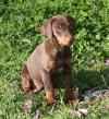 Puppies for sale France, Paris Doberman