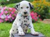 Puppies for sale Sweden, Sundsvall Dalmatian