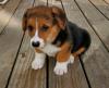 Puppies for sale Netherlands, Dordrecht , Welsh Corgi Pembroke