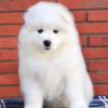 Puppies for sale Czech Republic, Prague Samoyed dog (Samoyed)