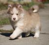 Puppies for sale Finland, Helsinki , pomsky
