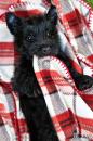 Puppies for sale Germany, Dusseldorf Scotch-terrier