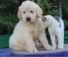 Puppies for sale Germany, Ilmenau Golden Retriever