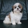 Puppies for sale Cyprus, Nicosia Shih Tzu