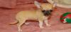 Puppies for sale Cyprus, Paphos Chihuahua