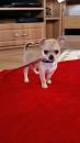 Puppies for sale Spain, Valencia Chihuahua