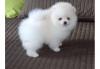 Puppies for sale France, Paris Pomeranian Spitz