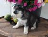 Puppies for sale USA, New York Haski
