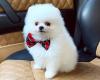 Puppies for sale Greece, Athens Pomeranian Spitz