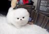 Puppies for sale Netherlands, Groningen Pomeranian Spitz