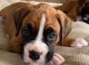 Puppies for sale Lithuania, Vilnius Boxer