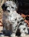 Puppies for sale Italy, Milan , Aussiedoodle
