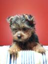 Puppies for sale Germany, Yen Yorkshire Terrier