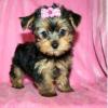 Puppies for sale Czech Republic, Poprad Yorkshire Terrier