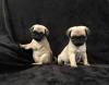 Puppies for sale Italy, Milan Pug