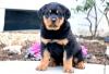 Puppies for sale Germany, Duisburg Rottweiler