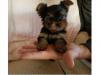 Puppies for sale Cyprus, Paphos Yorkshire Terrier