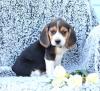Puppies for sale Hungary, Budapest Beagle