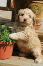 Puppies for sale Luxembourg, Luxembourg , Labradoodle