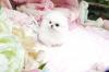 Puppies for sale Malta, Valletta Pomeranian Spitz