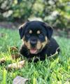 Puppies for sale USA, Oklahoma Rottweiler