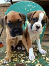 Puppies for sale Cyprus, Paphos Boxer