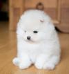 Puppies for sale Netherlands, Pomeranian Spitz
