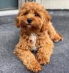 Puppies for sale Italy, Syracuse , cavapoo