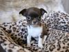 Puppies for sale USA, Illinois Chihuahua