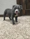 Puppies for sale Germany, Oranienburg Staffordshire Bull Terrier
