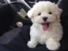Puppies for sale Italy, Bergamo Maltese