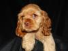 Puppies for sale Hungary, Budapest Cocker Spaniel