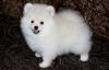 Puppies for sale Italy, Modena Pomeranian Spitz