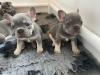 Puppies for sale Canada, Quebec, Quebec City French Bulldog