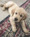 Puppies for sale USA, Virginia Golden Retriever