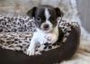 Puppies for sale USA, Texas Chihuahua