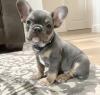 Puppies for sale USA, Vermont French Bulldog