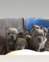 Puppies for sale United Kingdom, London French Bulldog