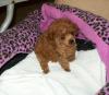Puppies for sale Hungary, Budapest , Toy poodle