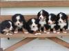 Puppies for sale Hungary, Budapest Bernese Mountain Dog