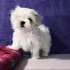 Puppies for sale France, Marseille Maltese