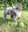 Puppies for sale Belgium, Charleroi French Bulldog
