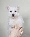 Puppies for sale Italy, Rome West Highland White Terrier