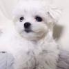 Puppies for sale Italy, Caserta Maltese