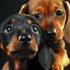 Puppies for sale Ireland, Dublin Dachshund