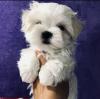Puppies for sale Kazakhstan, Petropavlovsk Maltese