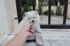 Puppies for sale Germany, Nuremberg Pomeranian Spitz