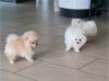 Puppies for sale Germany, Augsburg Pomeranian Spitz