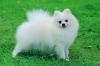 Puppies for sale Sweden, Mutal Pomeranian Spitz
